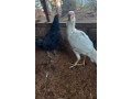 country-chickens-velladiyan-for-sale-in-jaffna-small-0