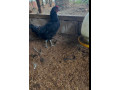 country-chickens-velladiyan-for-sale-in-jaffna-small-1