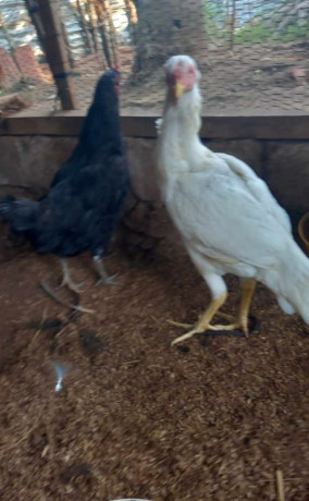 country-chickens-velladiyan-for-sale-in-jaffna-big-0