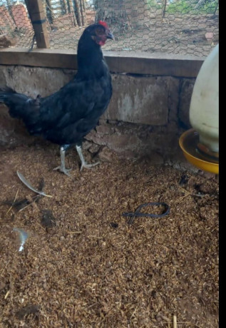 country-chickens-velladiyan-for-sale-in-jaffna-big-1