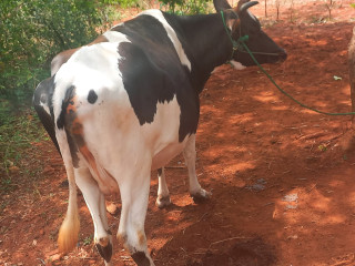 Cow for sale in jaffna