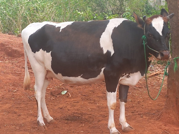 cow-for-sale-in-jaffna-big-1