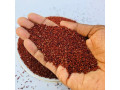 raggy-millet-for-sale-small-0