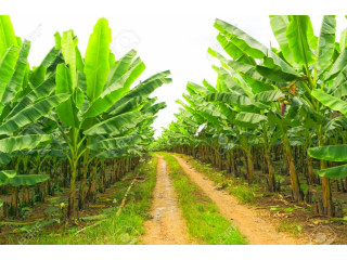 Farm land for sale in Maviddapuram