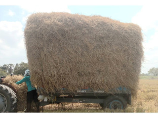 Straw sale in jaffna sri lanka