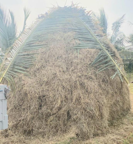 straw-sale-in-jaffna-sri-lanka-big-2