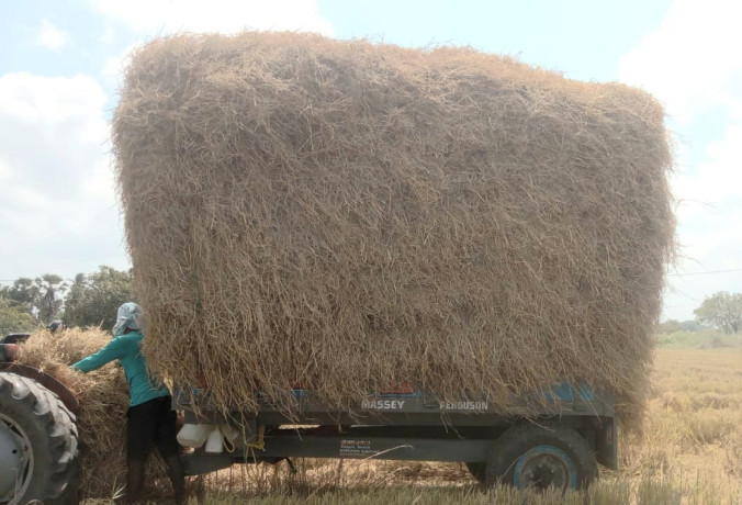 straw-sale-in-jaffna-sri-lanka-big-0