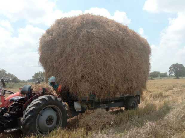 straw-sale-in-jaffna-sri-lanka-big-1