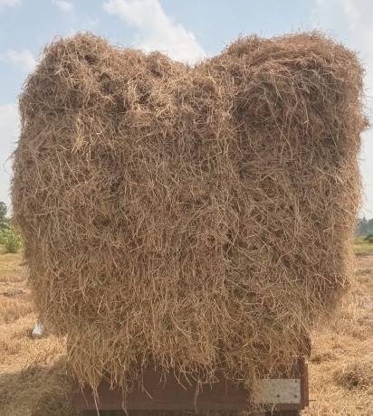 straw-sale-in-jaffna-sri-lanka-big-3