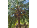 land-for-sale-in-palai-jaffna-small-1