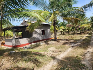 Land for sale in palai jaffna