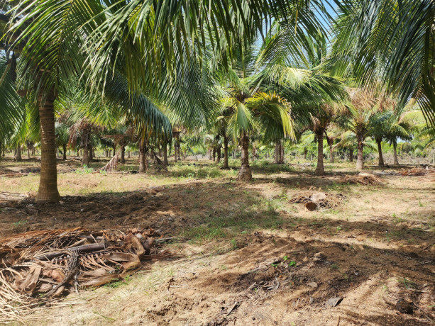 land-for-sale-in-palai-jaffna-big-2