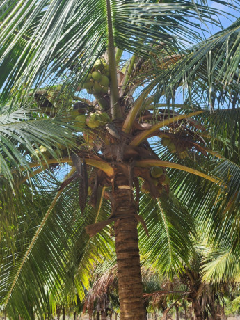 land-for-sale-in-palai-jaffna-big-1