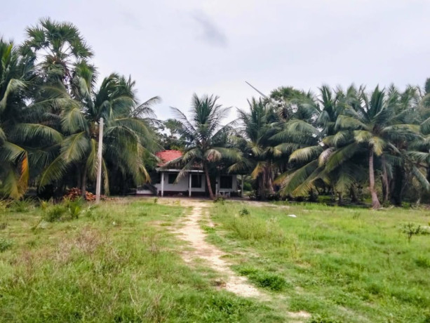 coconut-land-for-sale-in-chavakachcheri-big-1