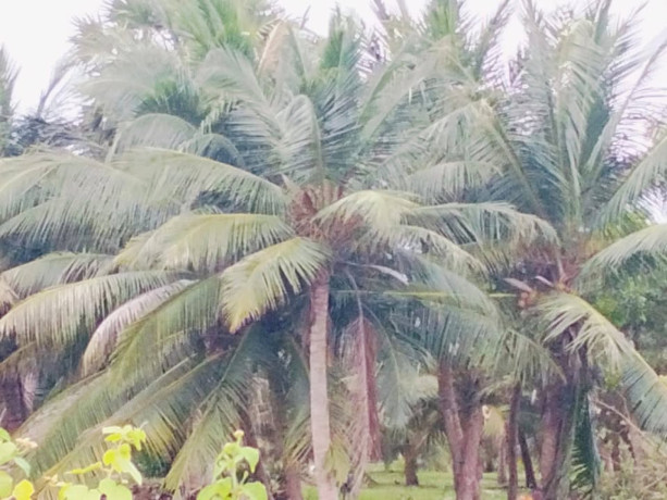 coconut-land-for-sale-in-chavakachcheri-big-2