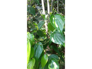 Betel leaf plant for sale in jaffna