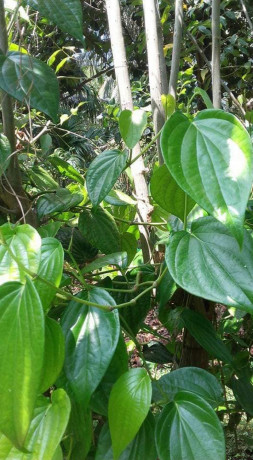 betel-leaf-plant-for-sale-in-jaffna-big-1