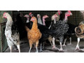 country-chicken-for-sale-in-jaffna-small-0