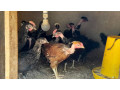 country-chicken-for-sale-in-jaffna-small-1
