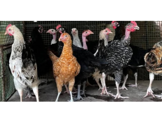 Country chicken for sale in Jaffna