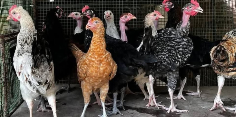 country-chicken-for-sale-in-jaffna-big-0