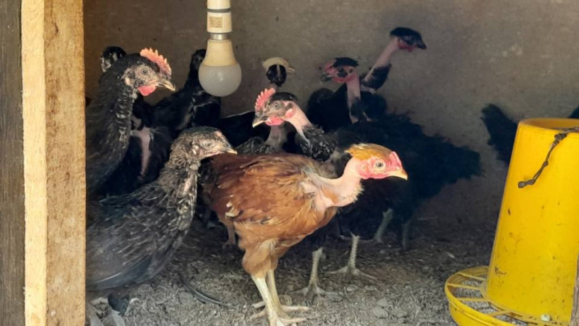 country-chicken-for-sale-in-jaffna-big-1