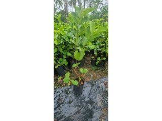 Guava plant for sale in jaffna