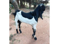 goat-for-sale-in-jaffna-small-0