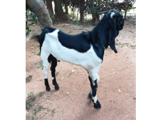 Goat for sale in Jaffna