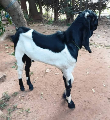 goat-for-sale-in-jaffna-big-0