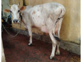 milk-cow-for-sale-in-jaffna-small-0