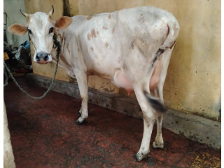 Milk Cow for sale in Jaffna