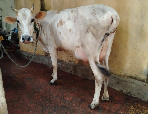 milk-cow-for-sale-in-jaffna-big-0