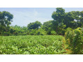 farm-land-sale-in-jaffna-small-1