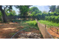 farm-land-sale-in-jaffna-small-2