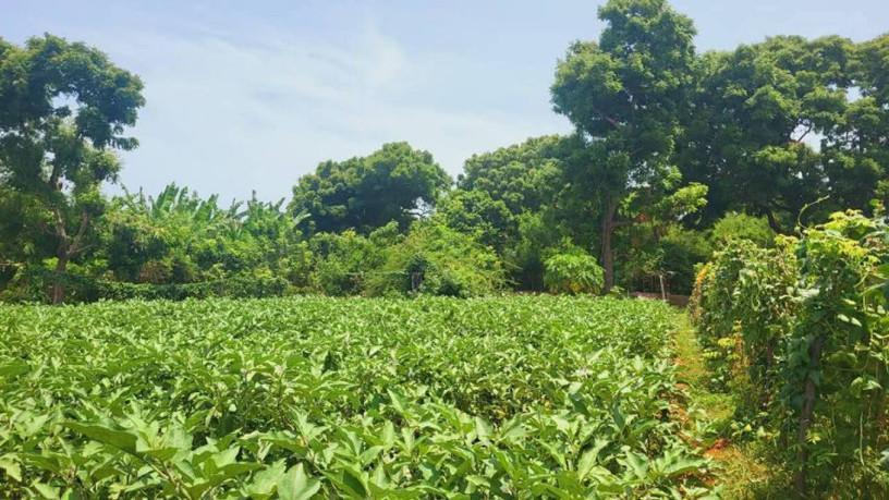 farm-land-sale-in-jaffna-big-1