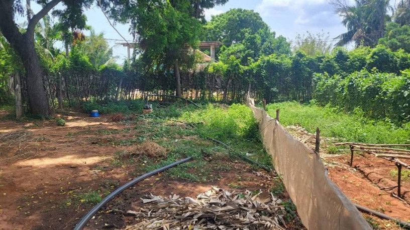 farm-land-sale-in-jaffna-big-2