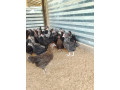 country-chicks-for-sale-in-jaffna-mirusuvil-small-1