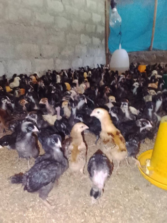 country-chicks-for-sale-in-jaffna-mirusuvil-big-0