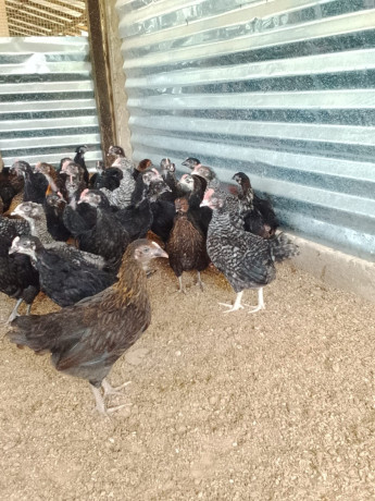 country-chicks-for-sale-in-jaffna-mirusuvil-big-1