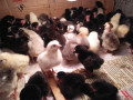 country-chicks-sale-in-vaddukkoddai-jaffna-small-0