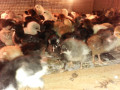 country-chicks-sale-in-vaddukkoddai-jaffna-small-1