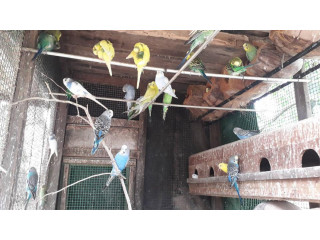15 சோடி லவ்பேட்ஸ் குருவி குஞ்சுகளுடன் விற்பனைக்கு உண்டு