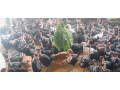 chicken-for-sale-in-mirusuvil-jaffna-small-1