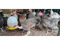 chicken-for-sale-in-mirusuvil-jaffna-small-0