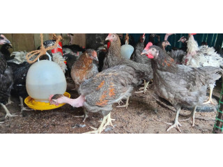 Chicken for sale in Mirusuvil Jaffna