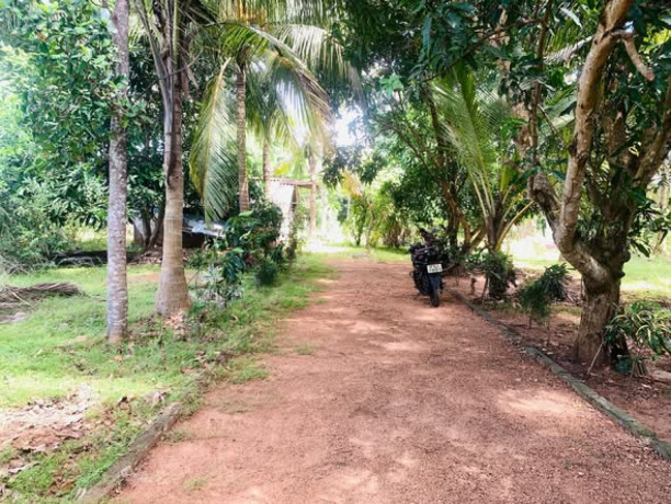 farm-land-sale-in-vavuniya-big-0