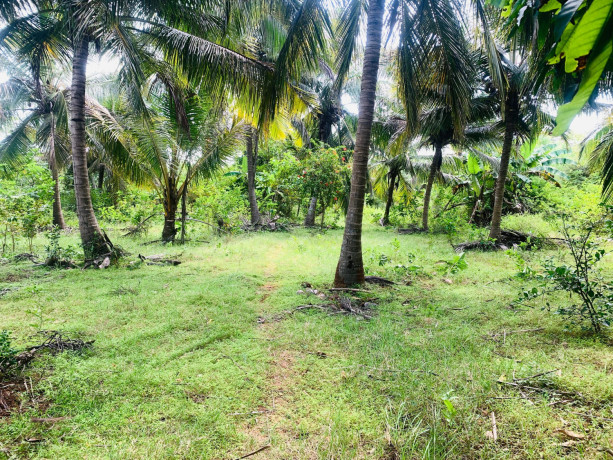 farm-land-sale-in-vavuniya-big-3