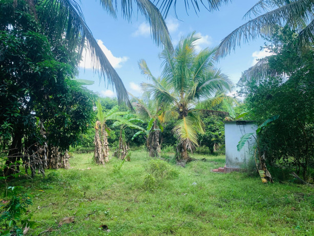 farm-land-sale-in-vavuniya-big-2