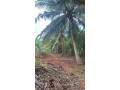 land-for-sale-in-tellippalai-pannakam-small-2
